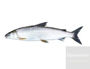 Муксун СМ, 1кг